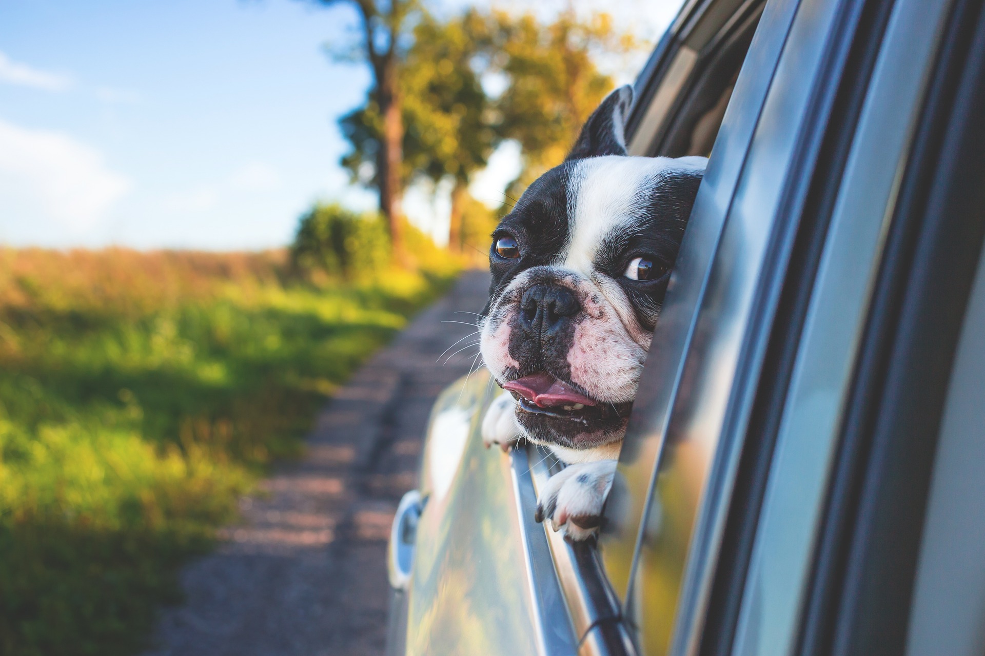 Porady dotyczące podróżowanie z psem – jak się do tego przygotować?